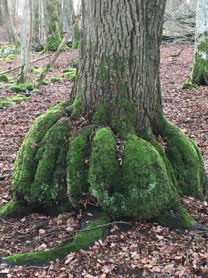 Liten Stuga Mitt I Naturen Pa Kinnekulle Hallekis Экстерьер фото